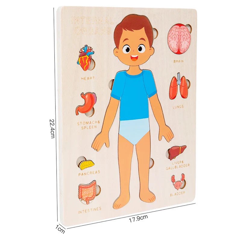 Kids Wooden Montessori Human Body Puzzle – Educational Anatomy Toy for Learning - The Bargains BasementKids Wooden Montessori Human Body Puzzle – Educational Anatomy Toy for Learning
