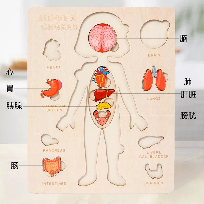 Kids Wooden Montessori Human Body Puzzle – Educational Anatomy Toy for Learning - The Bargains BasementKids Wooden Montessori Human Body Puzzle – Educational Anatomy Toy for Learning